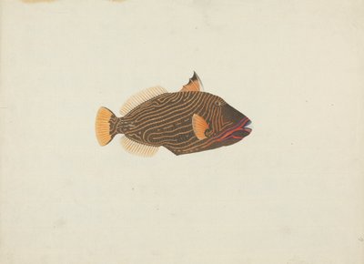 Pesce Non Identificato da James Bruce