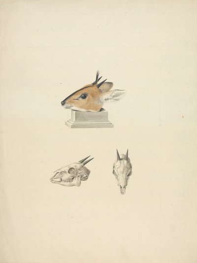 Madoqua non identificato: studio della testa e del cranio da James Bruce