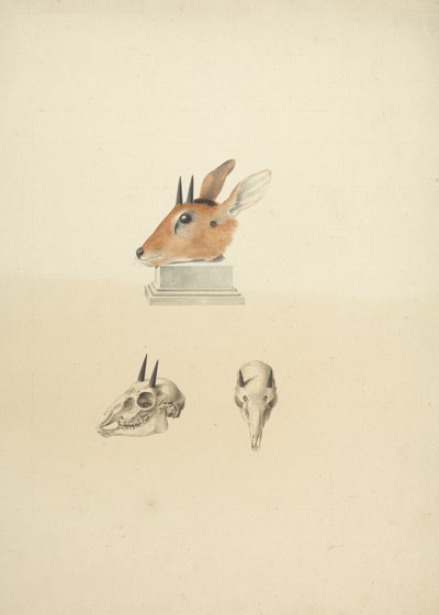 Madoqua non identificato (Dik-dik): studio della testa e del cranio da James Bruce