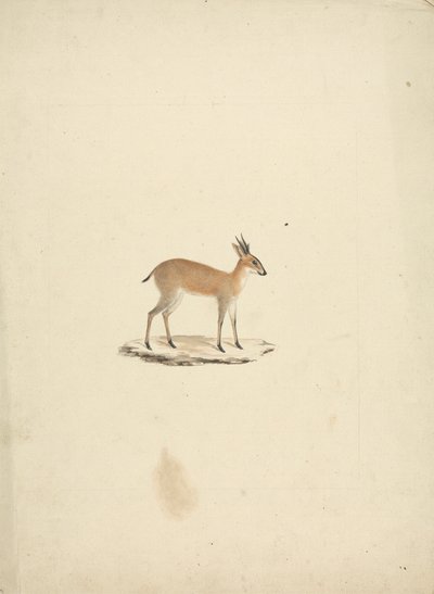 Madogua non identificato (Dik-dik) da James Bruce