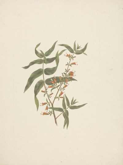 Woodfordia uniflora (A. Rich.) Koehne: disegno finito di germoglio fiorito da James Bruce