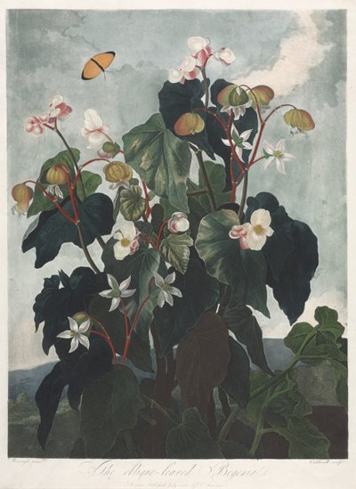 Il Tempio di Flora, o Giardino della Natura: La Begonia a Foglie Oblique da James Caldwall