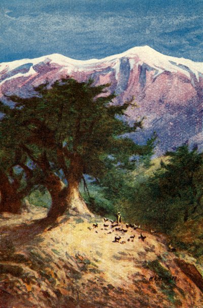 Cedri del Libano - Matt. xii. 33, c1924. Creatori: James Clark, Henry A Harper da James Clark and Henry A Harper