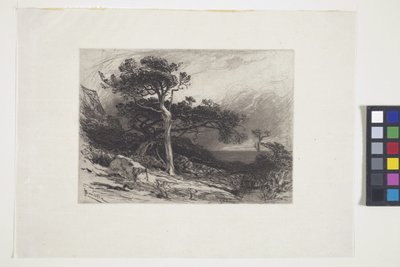 Vecchi cedri, costa del Maine da James David Smillie