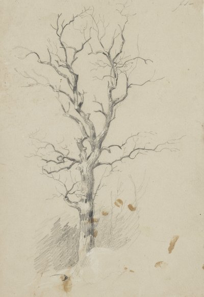 Albero da James David Smillie