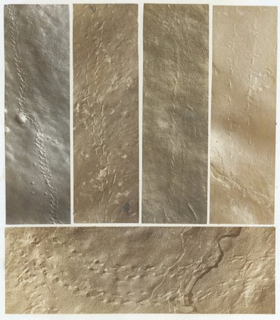 Icnografie dalla arenaria del fiume Connecticut da James Deane