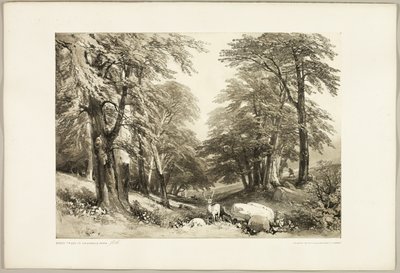 Faggi nel Parco di Arundale, da Il Parco e la Foresta da James Duffield Harding