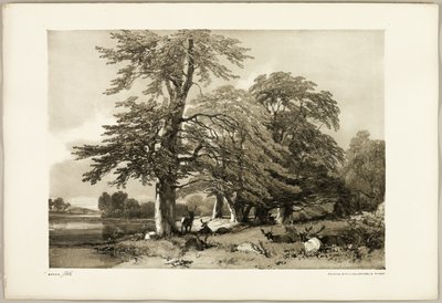 Faggio, da Il Parco e la Foresta da James Duffield Harding
