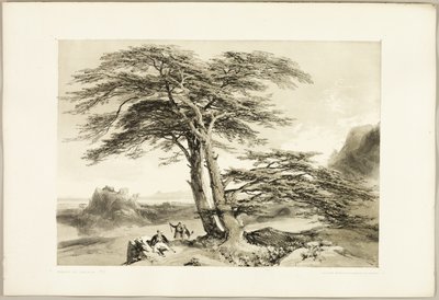 Cedri del Libano, da Il parco e la foresta da James Duffield Harding