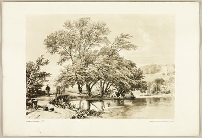Salice Comune, da Il Parco e la Foresta da James Duffield Harding