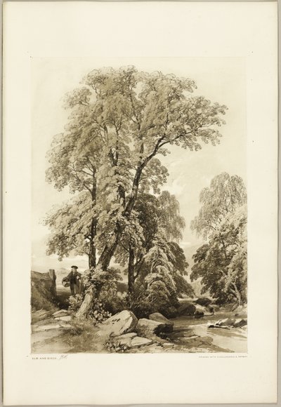 Olmo e Betulla, da Il Parco e la Foresta da James Duffield Harding