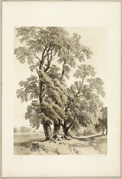 Olmo, da Il Parco e la Foresta da James Duffield Harding