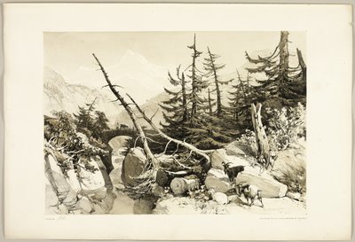 Larice, da Il parco e la foresta da James Duffield Harding