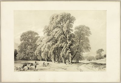 Platani, da Il parco e la foresta da James Duffield Harding