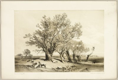 Salice capitozzato, da Il parco e la foresta da James Duffield Harding