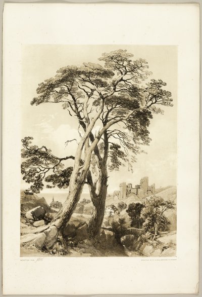 Pino scozzese, da Il Parco e la Foresta da James Duffield Harding