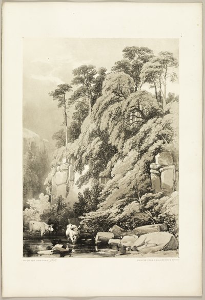 Olmo e Abeti, da Il Parco e la Foresta da James Duffield Harding