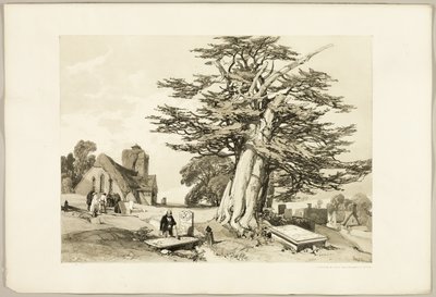 Tasso, da Il parco e la foresta da James Duffield Harding