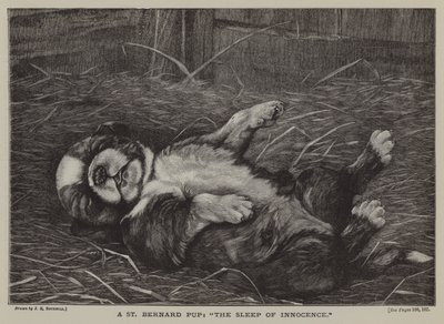 Un cucciolo di San Bernardo: il sonno dell