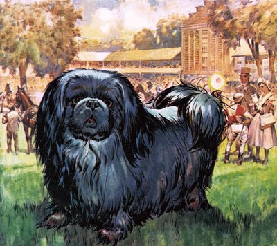 Cavaliere nero. Il cane pechinese dell