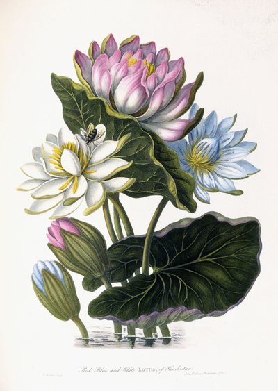 Loto rosso, blu e bianco, di Hindostan, 1781 da James Forbes