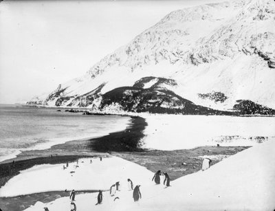Una vista lungo la costa con pinguini in primo piano, Georgia del Sud da James Francis Hurley