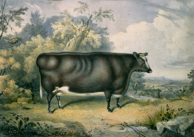 Il premio Cottesmore Heifer, dopo Henry Strafford (fl.1833-73), 1837 da James Giles