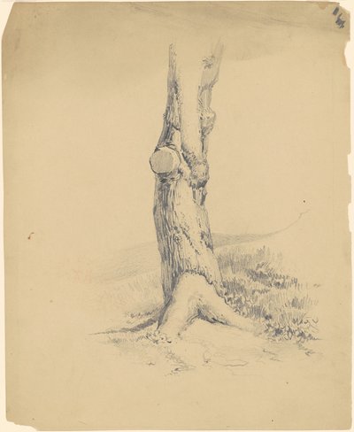 Vecchio Tronco d