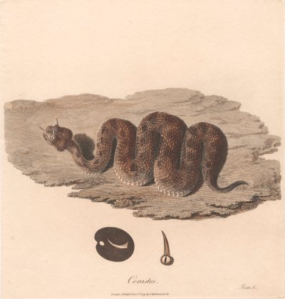 Cerastes da James Heath