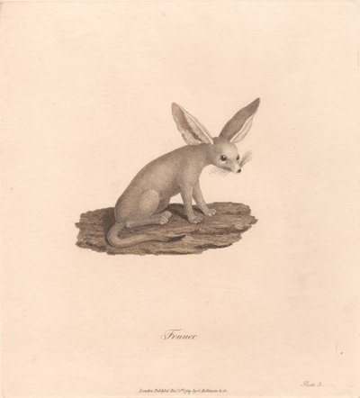 Fennec da James Heath