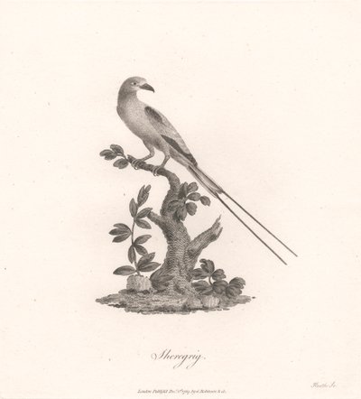 Sheregrig da James Heath