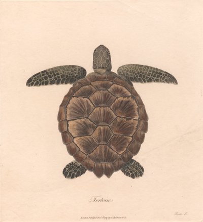 Tartaruga da James Heath