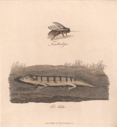 Tsaltsalya / El Adda da James Heath