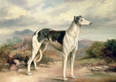 Un levriero in un paesaggio collinare da James Henry Beard