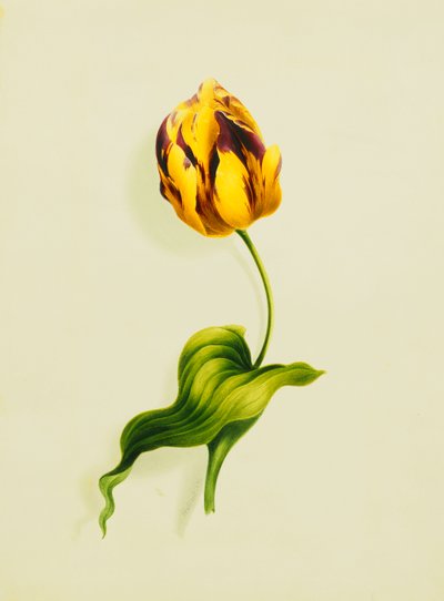 Un Tulipano Pappagallo, 1826 da James Holland