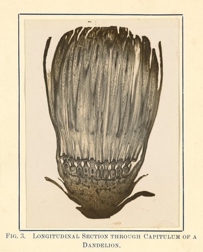 [Vista della pianta di dente di leone - Sezione longitudinale]. da James Hornell