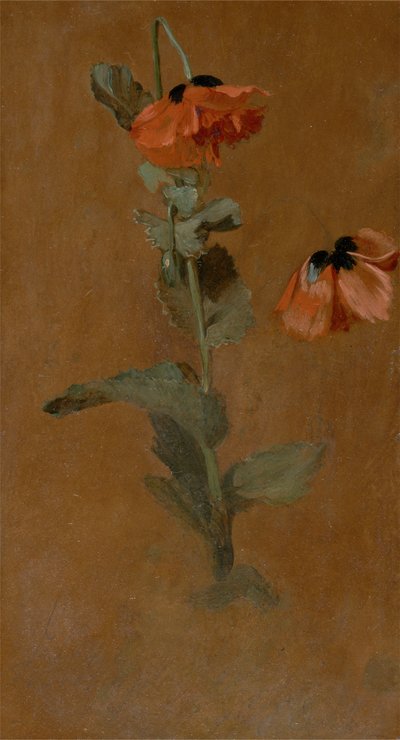 Studio di papaveri, 1832 (post conservazione) da James Inskipp