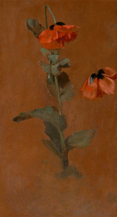 Studio di papaveri, 1832 da James Inskipp