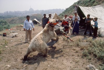 Un atto di orso zingaro si esercita per un carnevale con persone rom. Vicino a Istanbul, Turchia. da James L Stanfield