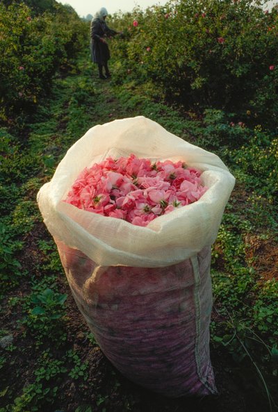 Un sacco pieno di petali di rosa appena raccolti. Valle delle Rose, Bulgaria. da James L Stanfield
