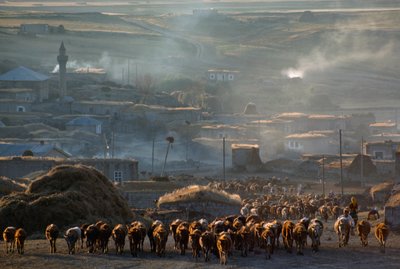 Un grande gregge di bovini si sposta al pascolo attraverso una polverosa città rurale. Enrentepe, Turchia. da James L Stanfield
