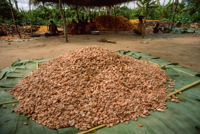 Un grande mucchio di fave di cacao (Genere: Theobroma, specie: cacao), che sono già state... da James L Stanfield