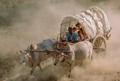 Le corse dei carri trainati da buoi segnano il giorno di luna piena di Kason. Patheingyi, a est di Mandalay, Birmania da James L Stanfield