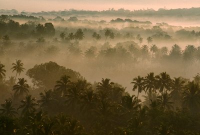 Nebbia mattutina su vecchio paesaggio di Goa all
