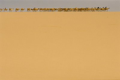 Carovana del sale in rotta verso Agadez, Nigeria da James L Stanfield