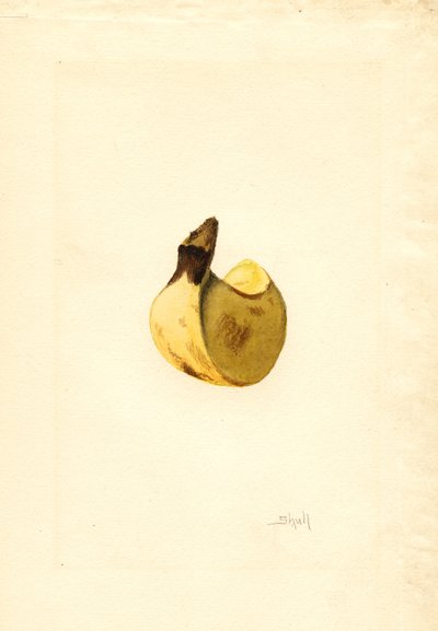 Banana (Musa) (acquerello) da James Marion Shull