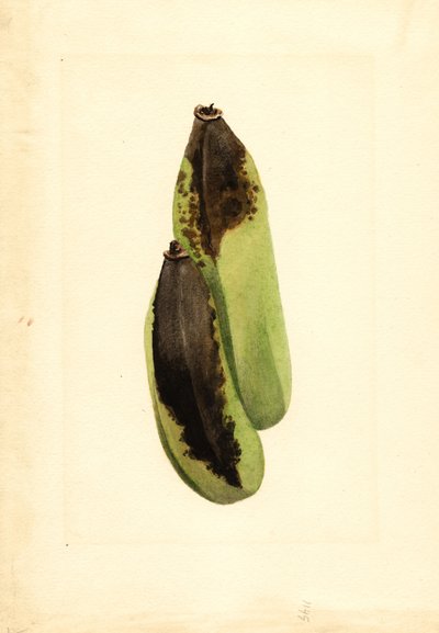 Banane (Musa) (acquerello) da James Marion Shull
