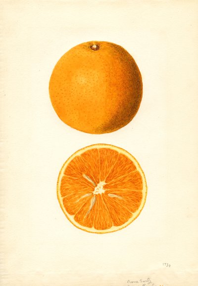Arance primaticce di Boone (Citrus sinensis) (acquerello) da James Marion Shull