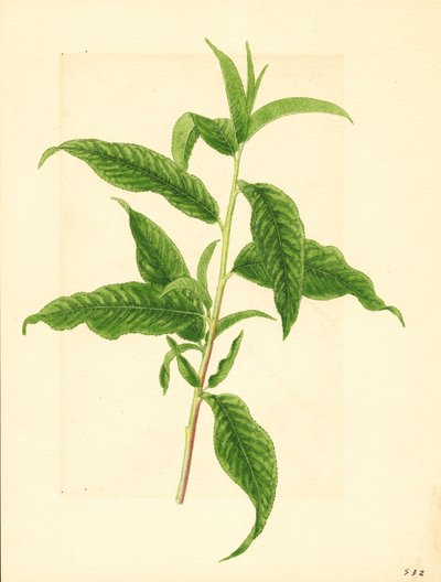 Ramo con foglie verdi del pesco Elberta (Prunus persica: Elberta) (acquerello) da James Marion Shull