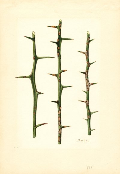 Cancro degli agrumi su fusto di arancio (Poncirus trifoliata) (acquerello) da James Marion Shull